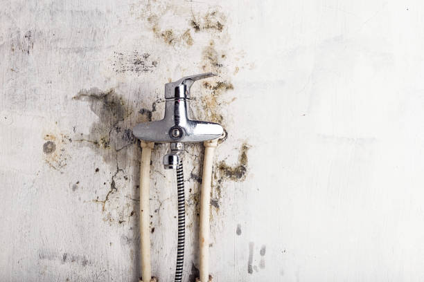 Best Mold Damage Repair  in Grayling, MI