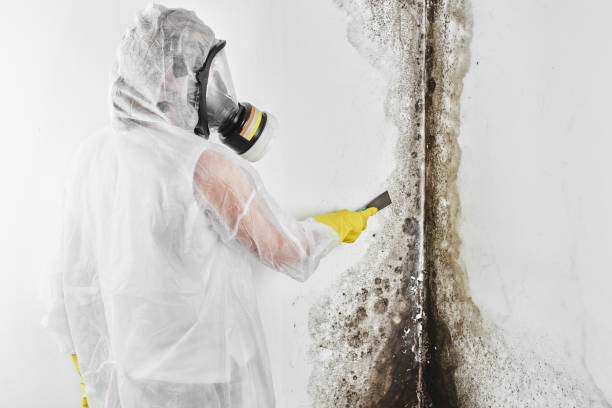 Best Mold Remediation Services  in Grayling, MI