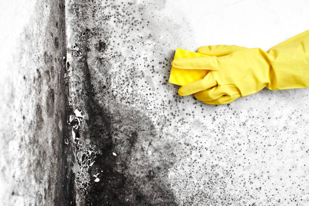Best Affordable Mold Removal  in Grayling, MI