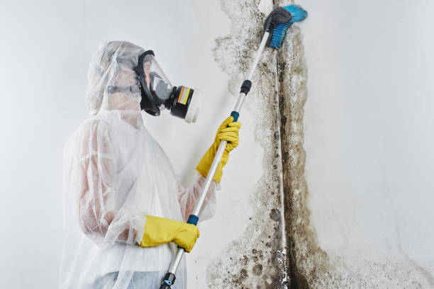Best Local Mold Removal Service  in Grayling, MI