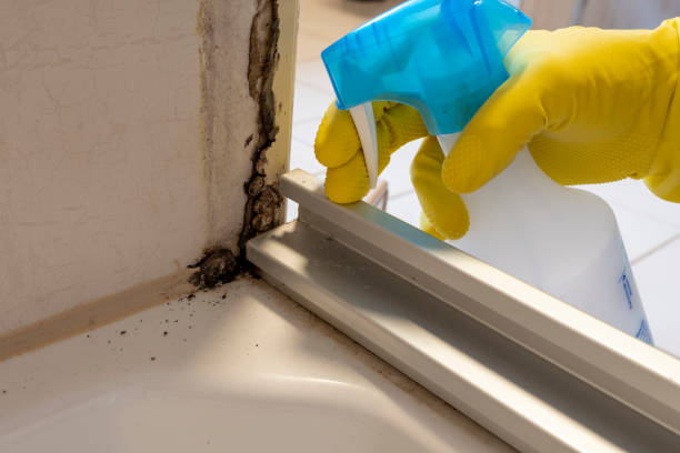 Best Emergency Mold Removal  in Grayling, MI