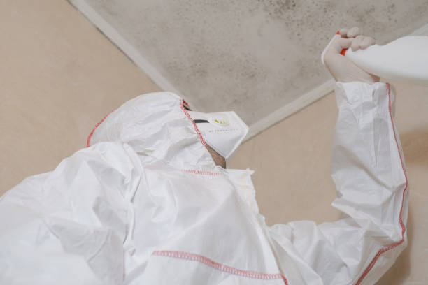 Mold Removal Process in Grayling, MI