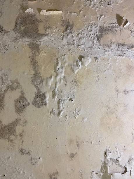 Professional Mold Removal in Grayling, MI