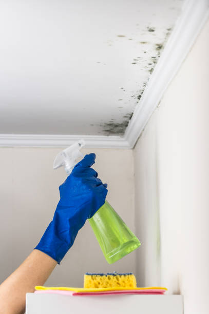 Best Home Mold Removal  in Grayling, MI