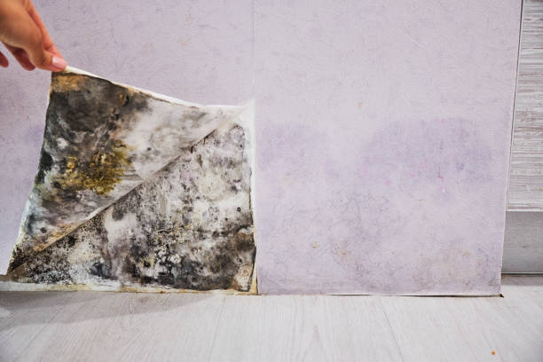 Best Mold Damage Repair  in Grayling, MI